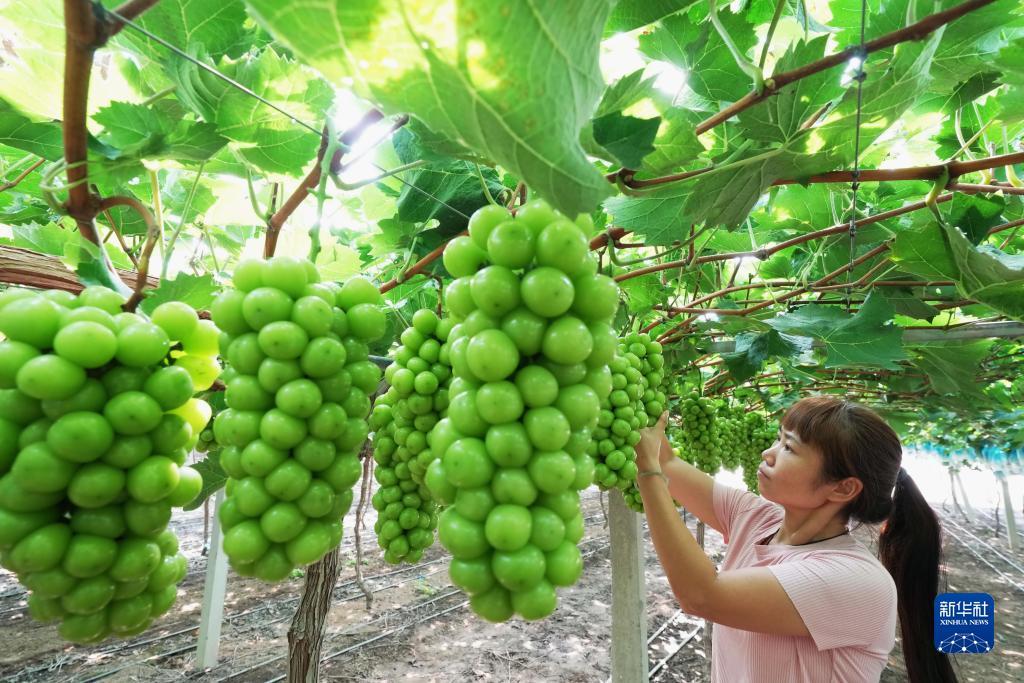 宝运菜官方网